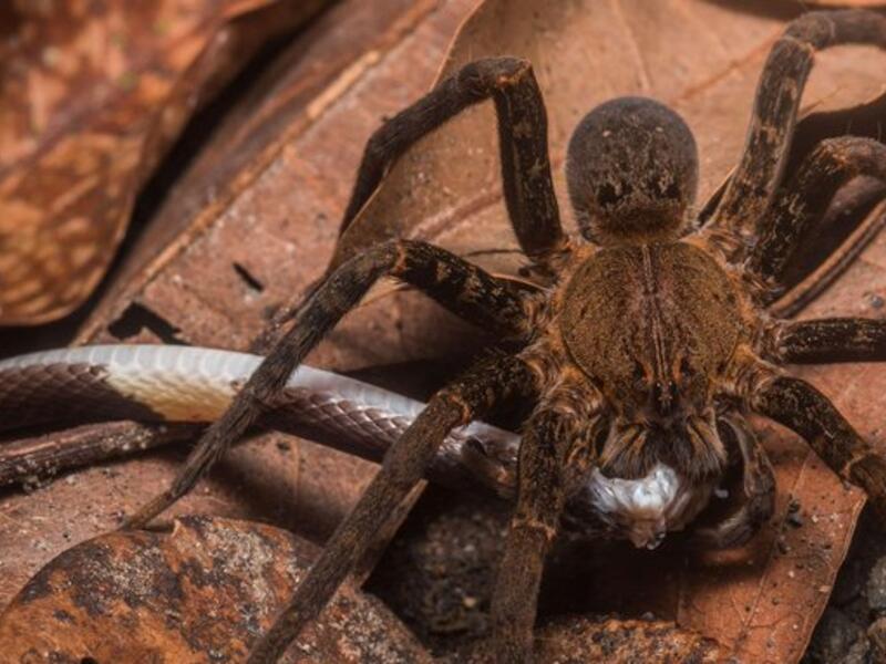some spiders can kill snakes