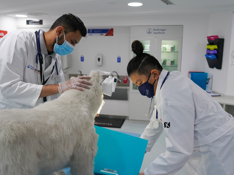 Kidzania, Purina, & Boehringer Ingelheim  Promote Veterinary Career Paths & Pet Health In Dubai