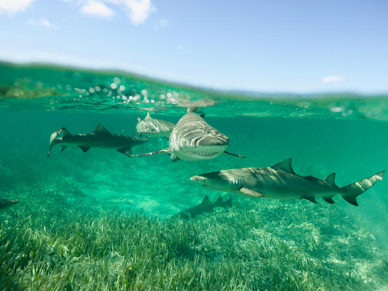 National Geographic’s jaw-dropping originals take viewers up close and personal with one of nature’s most feared and often misunderstood creatures National Geographic Announces Largest Shark! Event Yet Kicking off Monday July 19th on National Geographic Wild
