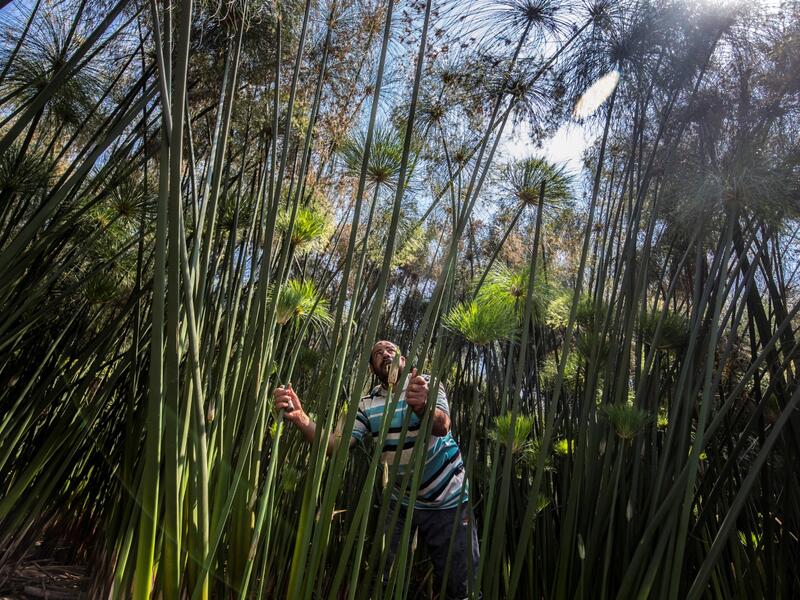 papyrus craft still common in the village of Al-Qaramus