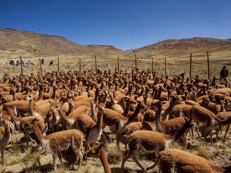 Vicunas are seen as members of the community of Totoroma participate in the traditional Chaku, or Chaccu, an annual vicuna round-up and shearing festival, in the village of Totoroma, 148 km from the city of Puno, in southern Peru