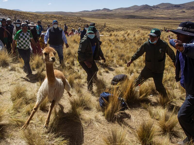 Members of the community of Totoroma participate in the traditional Chaku, or Chaccu, an annual vicuna round-up and shearing festival, in the village of Totoroma, 148 km from the city of Puno, in southern Peru