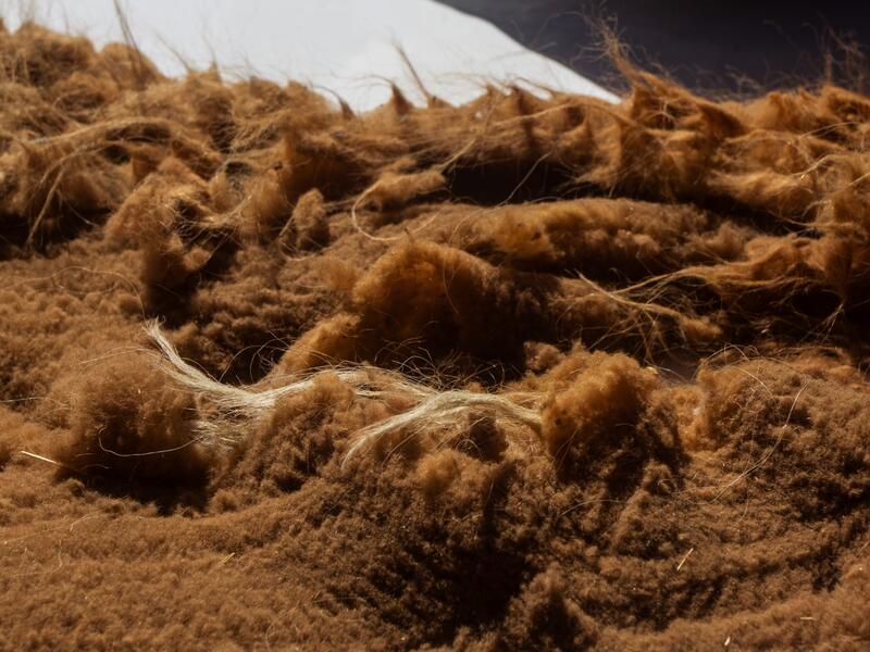 Picture of vicuna wool taken as members of the community of Totoroma participate in the traditional Chaku, or Chaccu, an annual vicuna round-up and shearing festival, in the village of Totoroma, 148 km from the city of Puno, in southern Per