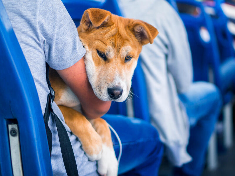 Pets may ride Saudi public transportations