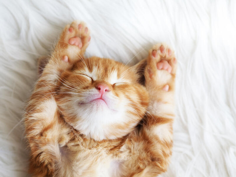 Cute little red kitten sleeps on fur white blanket