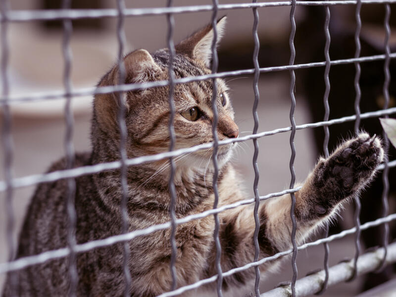 Cat Adoption