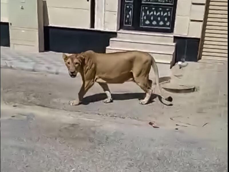 أسد في شوارع الخبر