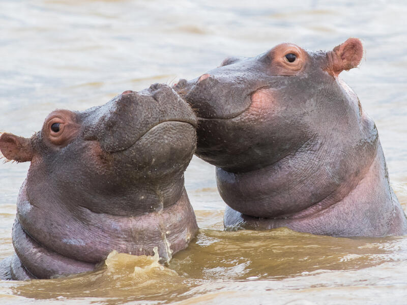 Pablo Escobar's hippos recognized as legal people