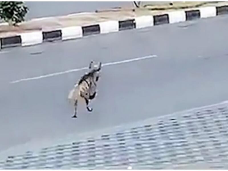 ضبع في شوارع السعودية 