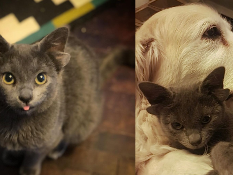 Cat with four ears