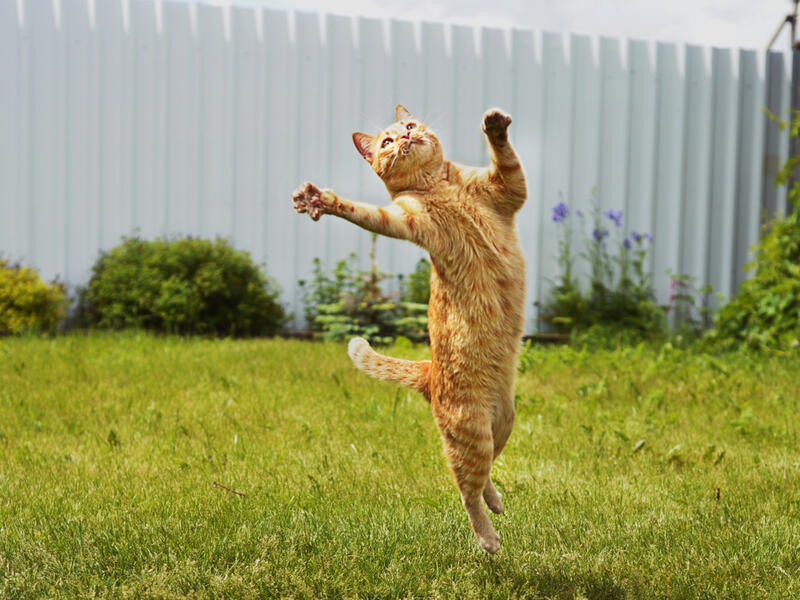 Oregon cat might be world's oldest at age 26