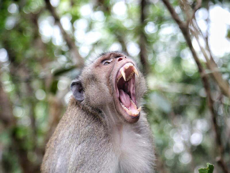 Monkeys terrorize farmers, destroy crops in Tanzanian villages