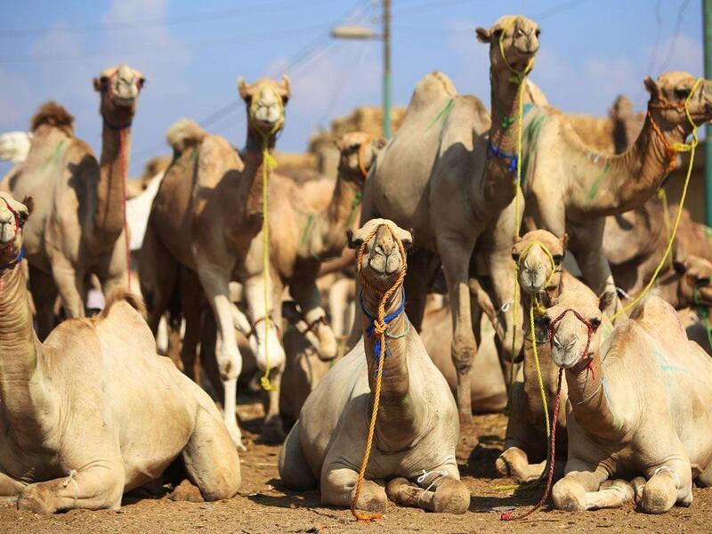 Camels