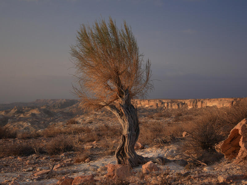 saxaul tree