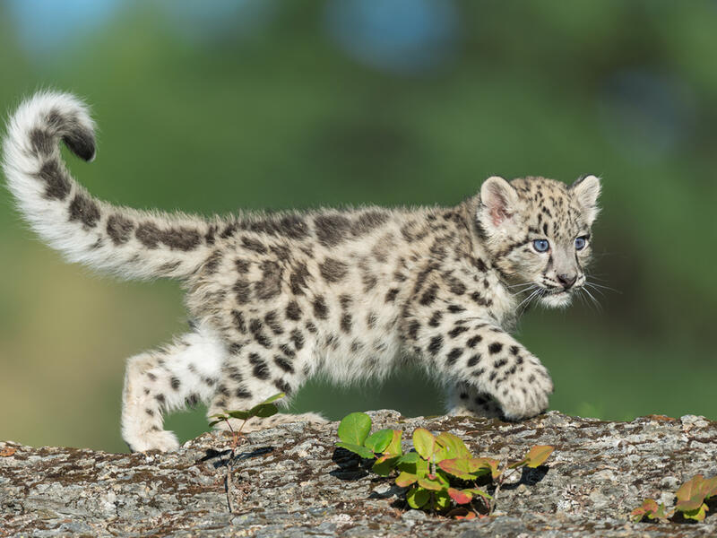 leopard cubs.