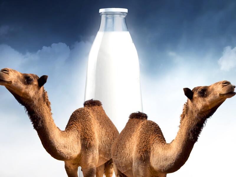 فوائد حليب الإبل