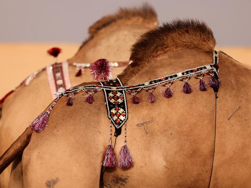 Mazayin Dhafra Camel Festival