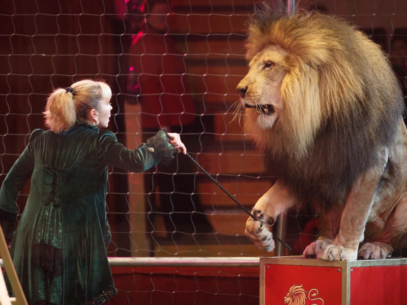 Four lions rescued from French circus find sanctuary in South Africa