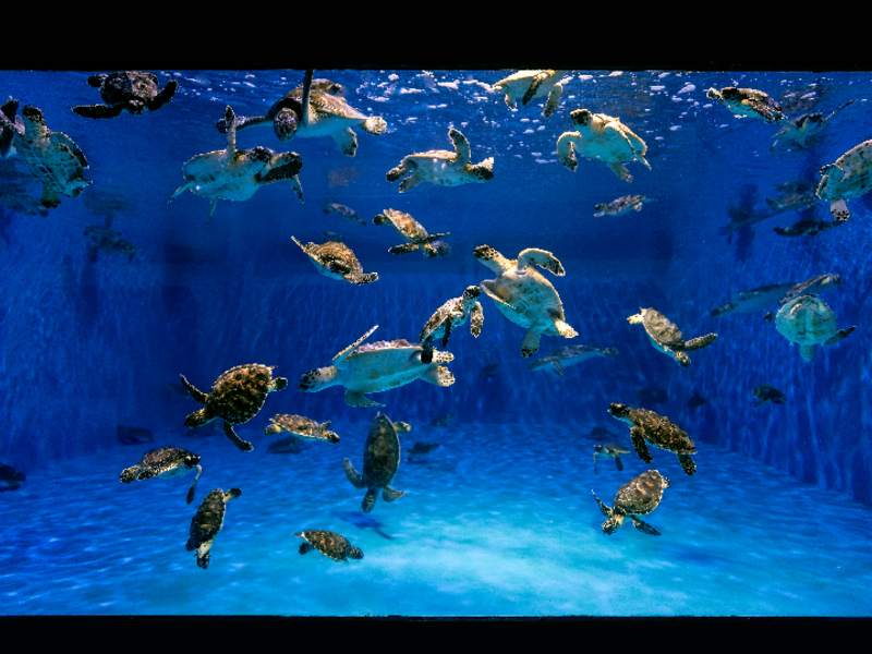 Since the start of 2022, The Environment Agency – Abu Dhabi has rescued over 250 turtles with the support of The National Aquarium