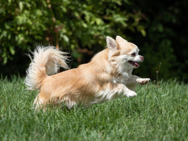 Chihuahua dog
