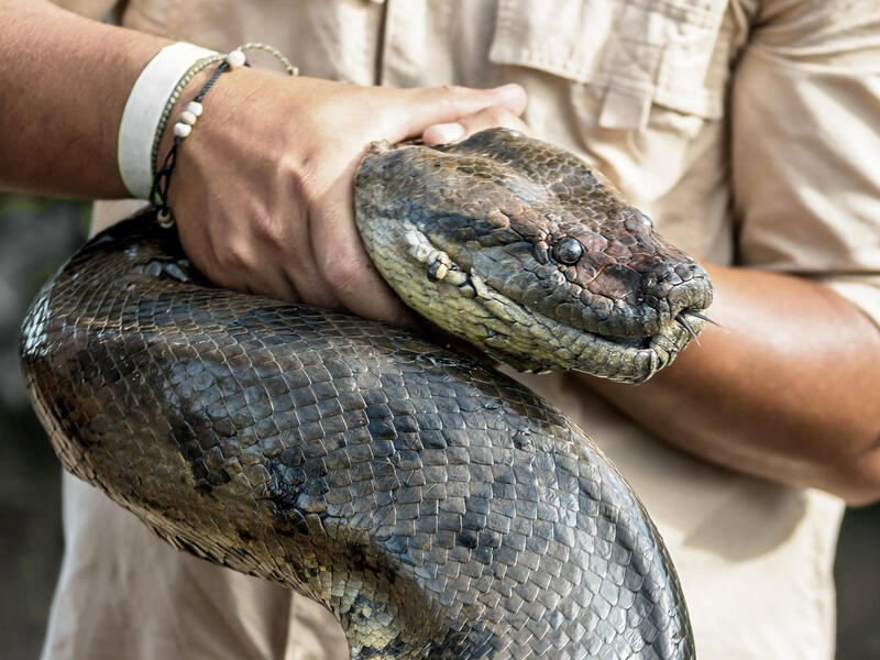 boa constrictor