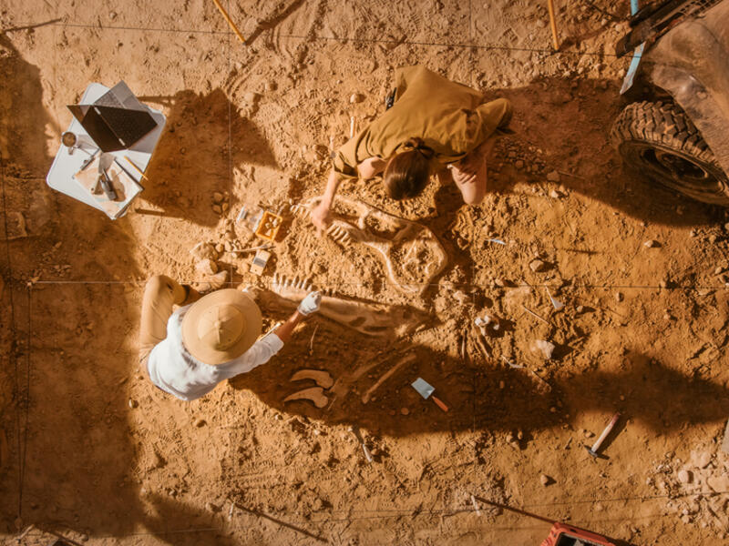 Bashanosaurus primitivus