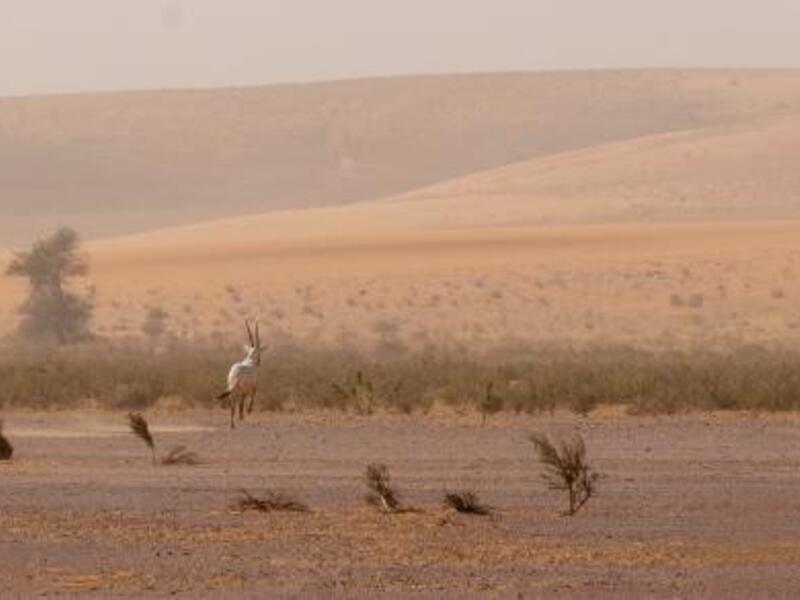 محمية الإمام تركي بن عبدالله