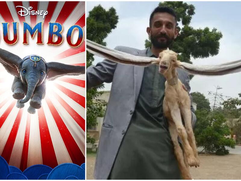 الماعز سيمبا والفيل دامبو 