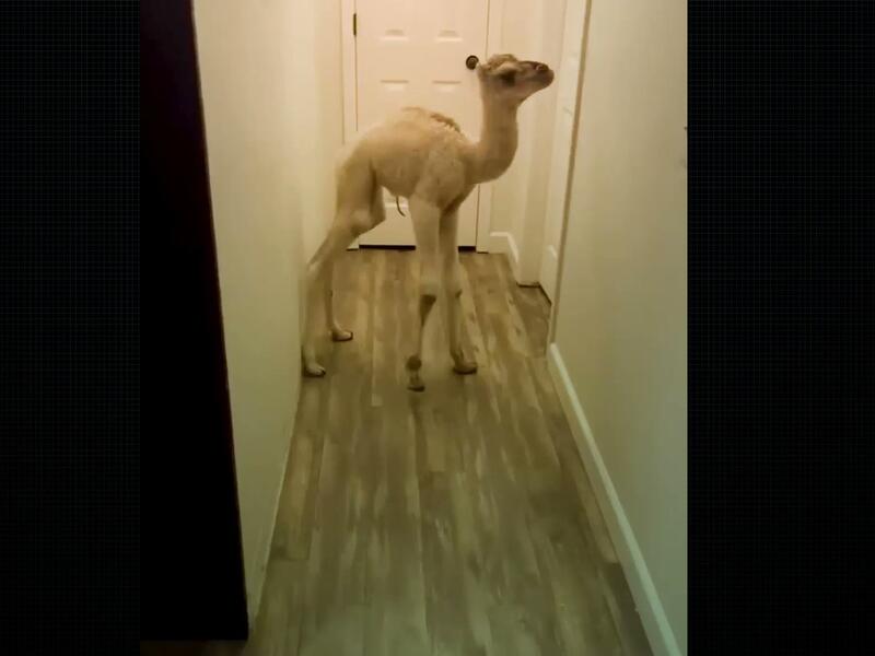 سعودية تربي جمل كحيوان أليف داخل منزلها