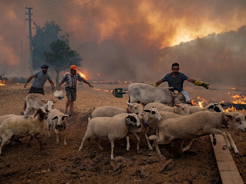 control wildfire