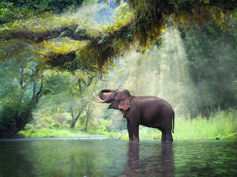 Endangered Species
