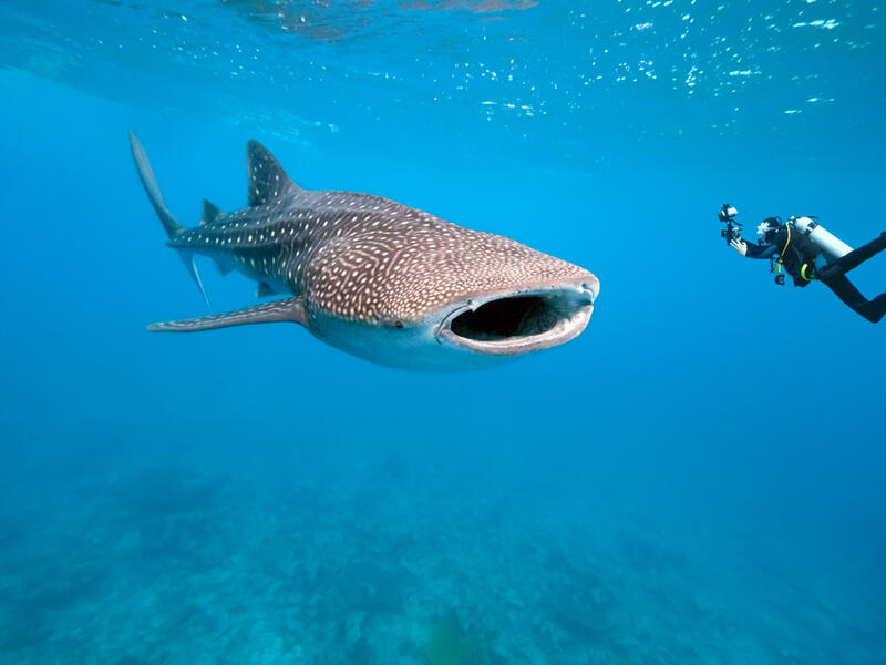 whale sharks