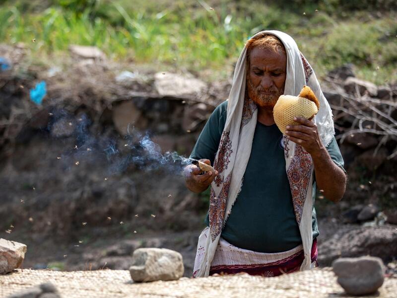 honey production