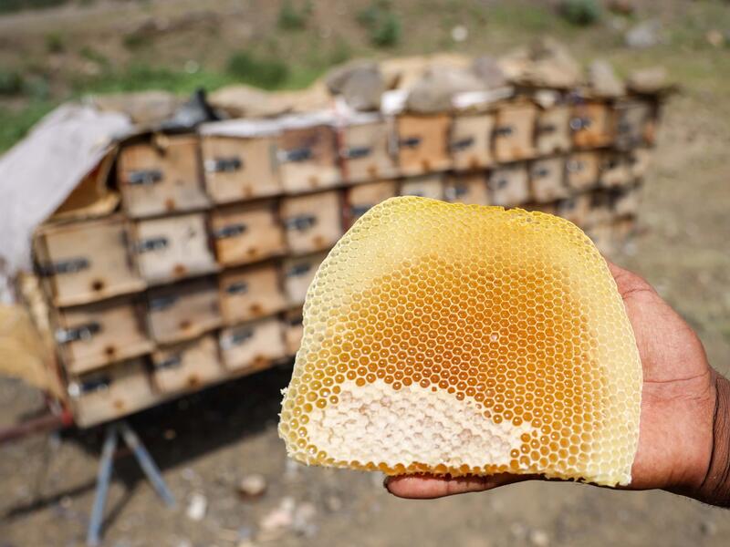 honey production