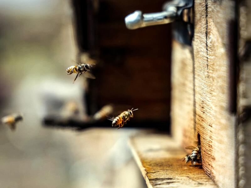 honey production