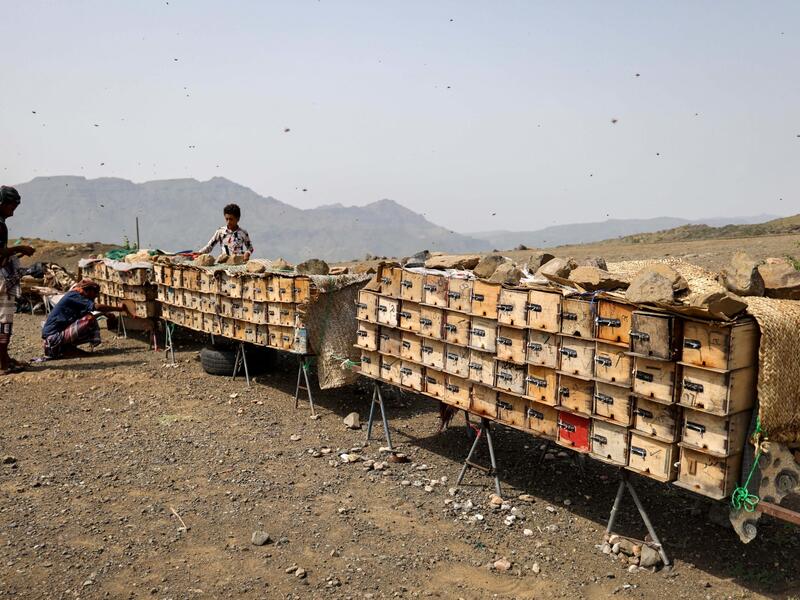 honey production