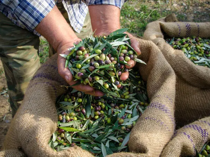 olives 