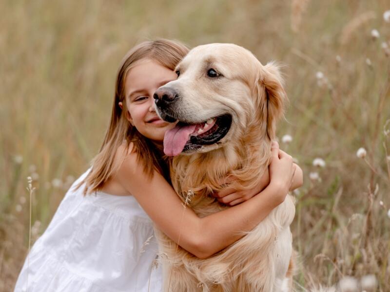 Golden Retriever