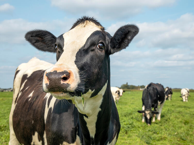 Cow Slaughter