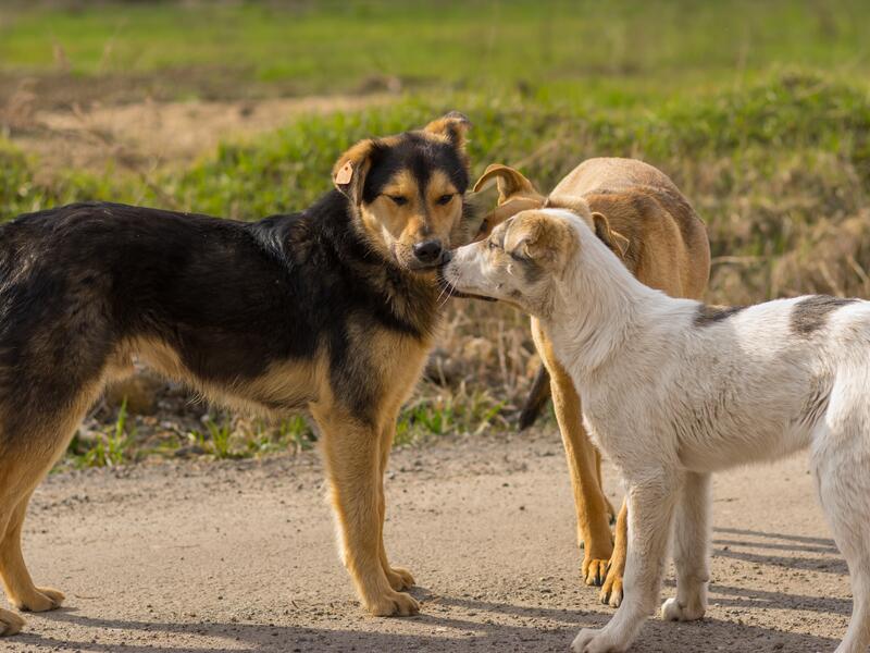 dogs