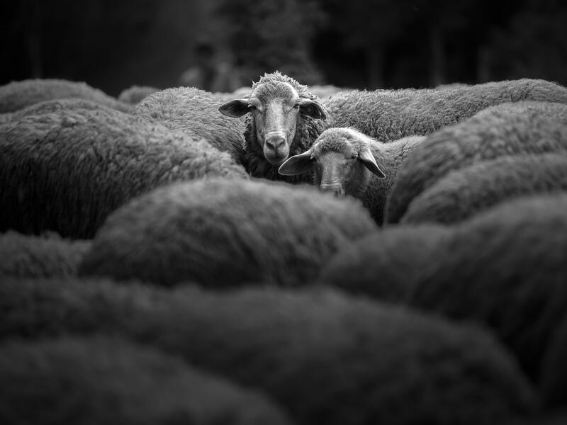 Sheep