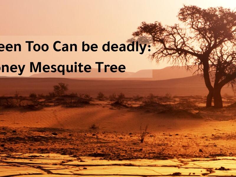 Honey Mesquite Tree
