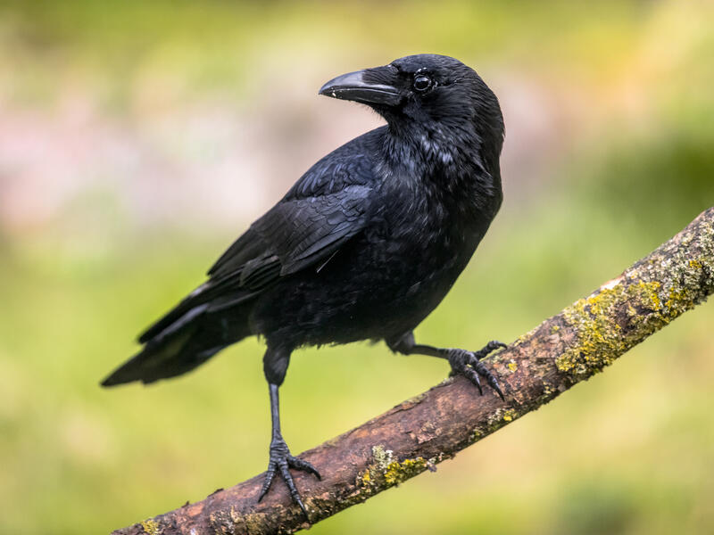 Crow splits Israeli flag, throws it to ground 
