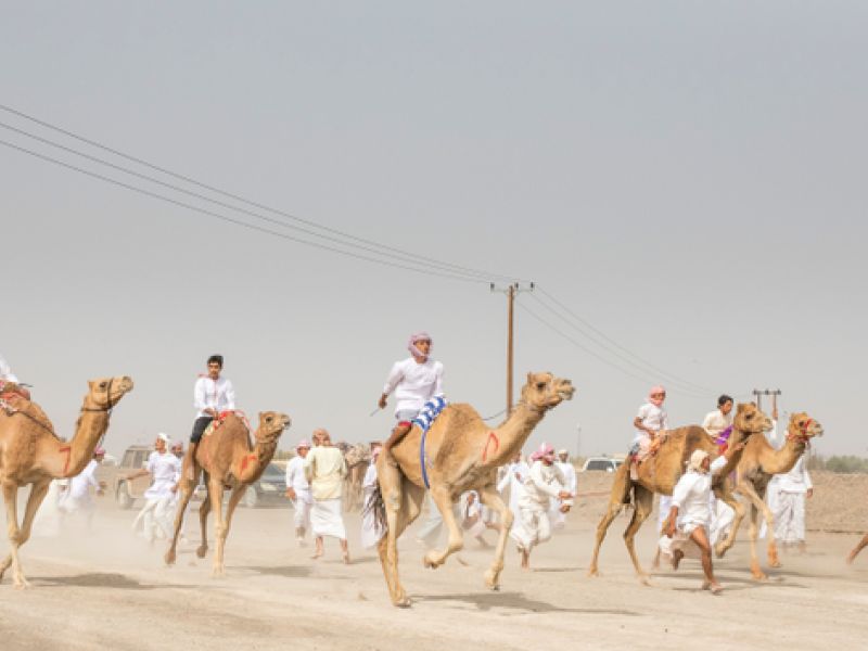 Camel race