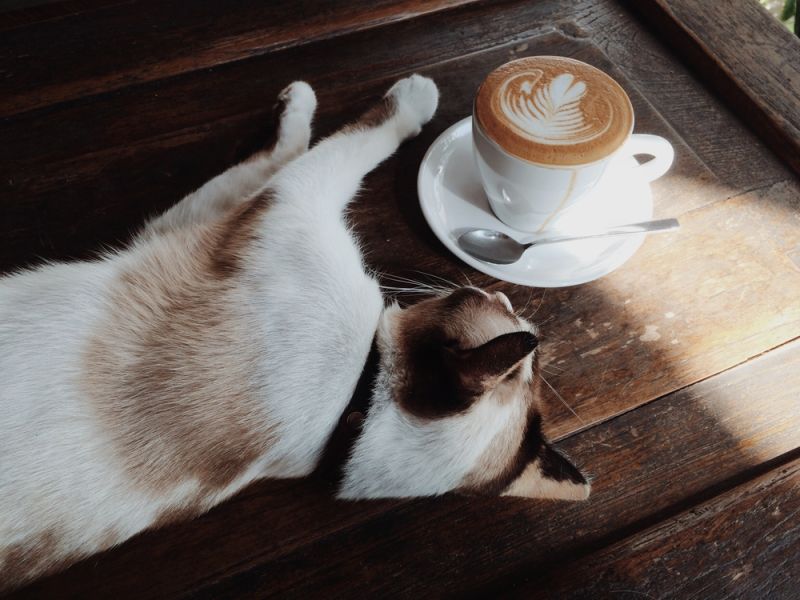 Cafe 