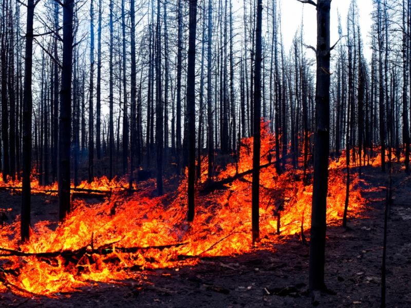دعاء لأهل الجزائر للنجدة من الحرائق