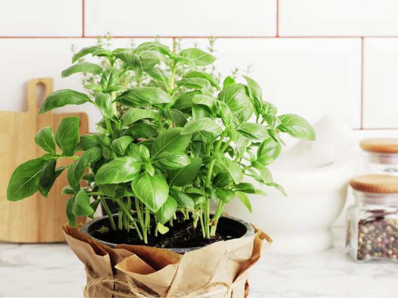 basil leaves