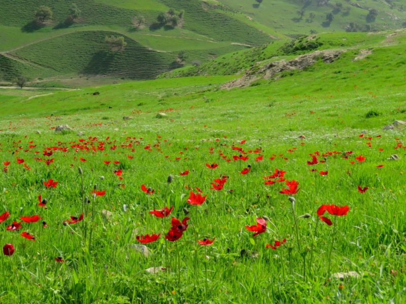 أماكن ربيعية تناسب الرحلات العائلية في الأردن