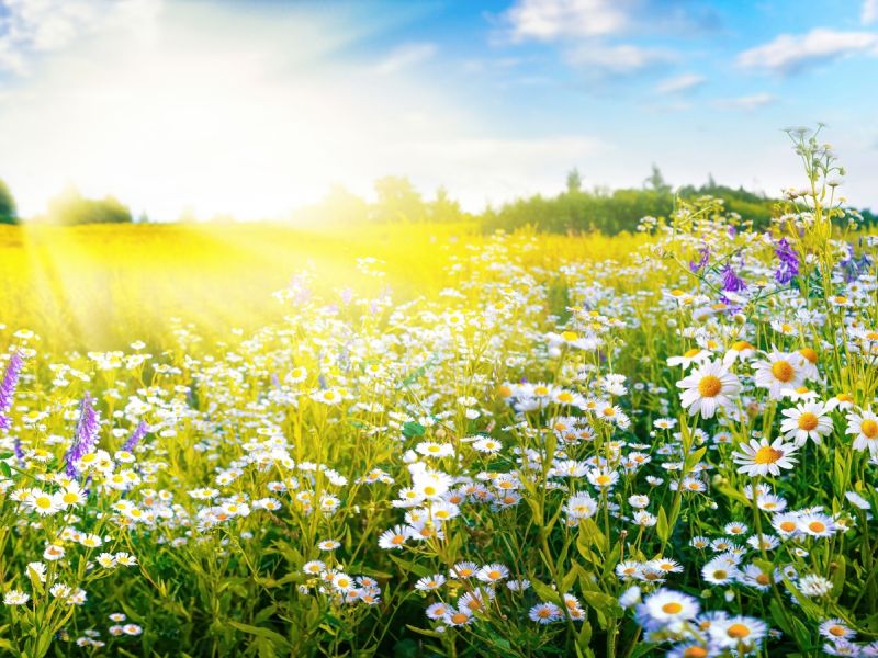 تفسير حلم فصل الربيع في المنام