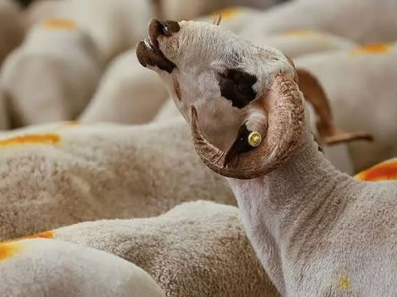 صكوك أضاحي للجاليات في الخارج